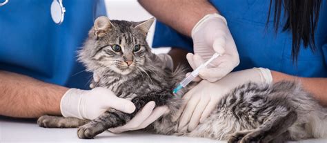 Vaksinasi kucing